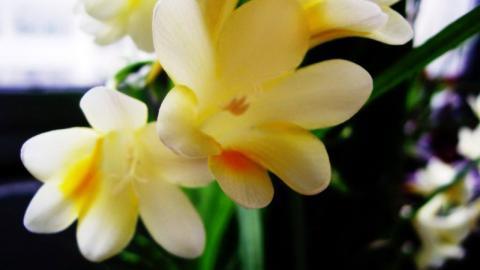 香雪兰花卉图片第一辑