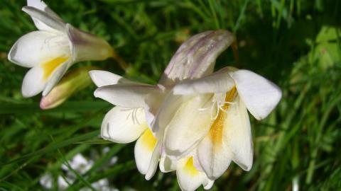 香雪兰花卉图片第一辑