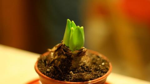 淡雅美丽的风信子花语图片