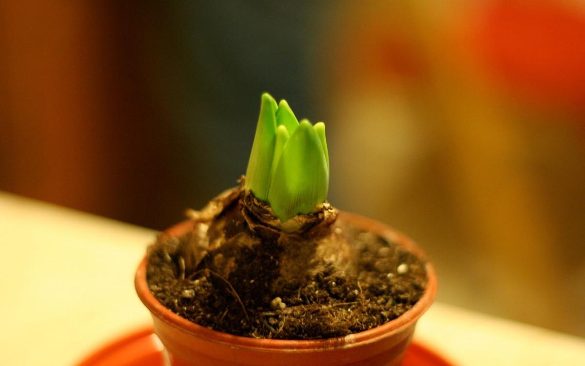 淡雅美丽的风信子花语图片