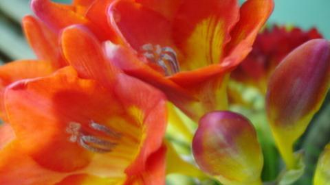 香雪兰花卉图片第一辑