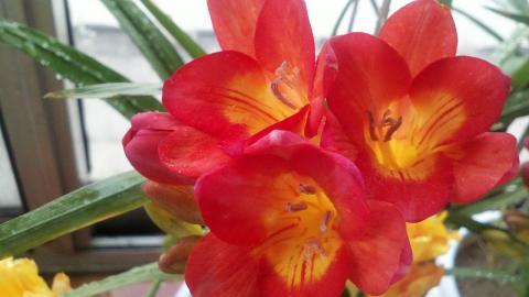 香雪兰花卉图片第一辑