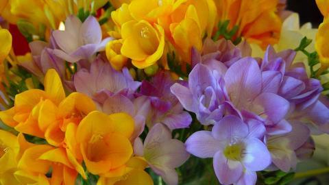 香雪兰花卉图片第一辑