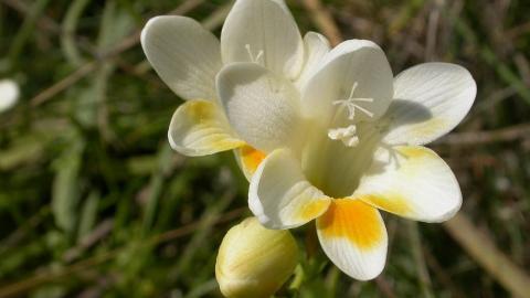 香雪兰花卉图片第一辑