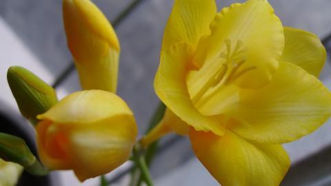 香雪兰花卉图片第一辑