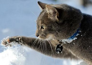 雪地里玩耍的猫咪图片