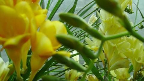 香雪兰花卉图片第一辑