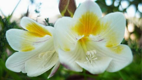 香雪兰花卉图片第一辑