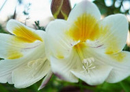 香雪兰花卉图片第一辑