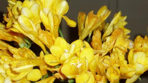 香雪兰花卉图片第一辑