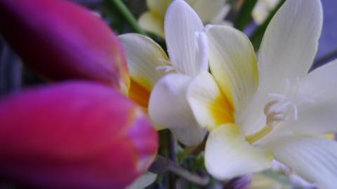 香雪兰花卉图片第一辑