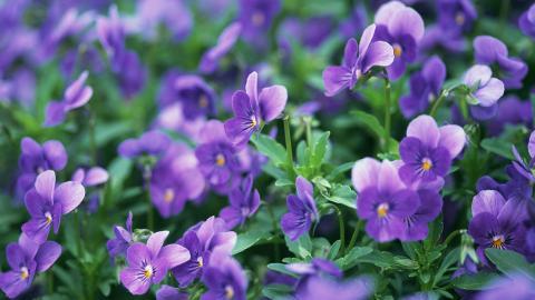 三色堇花语图片