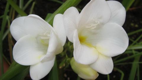 香雪兰花卉图片第一辑