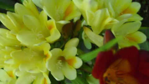 香雪兰花卉图片第一辑