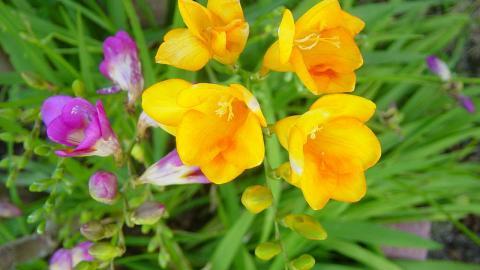 香雪兰花卉图片第一辑