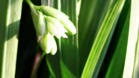 香雪兰花卉图片第一辑