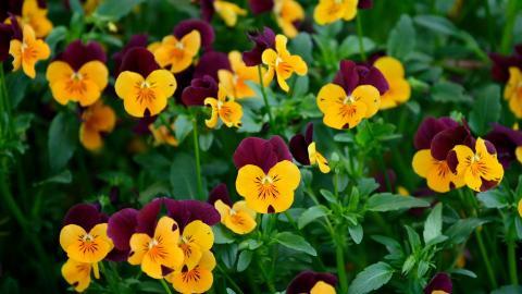 三色堇花语图片