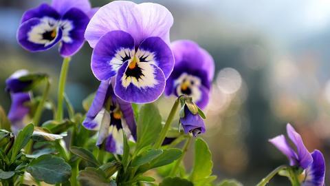 三色堇花语图片