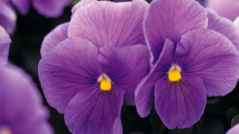 三色堇花语图片