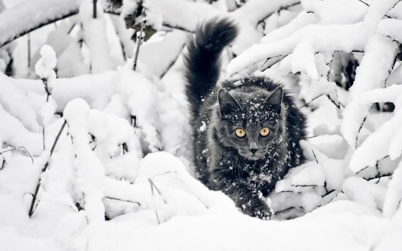 雪地里玩耍的猫咪图片
