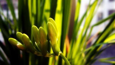 香雪兰花卉图片第一辑