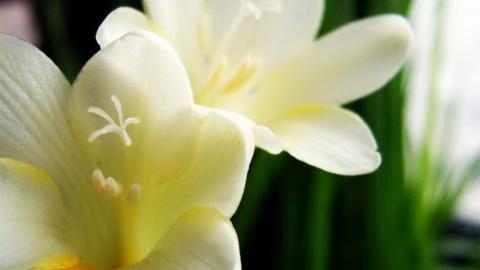 香雪兰花卉图片第一辑