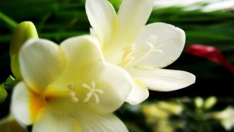 香雪兰花卉图片第一辑