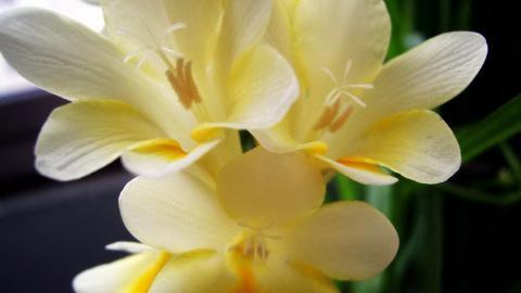 香雪兰花卉图片第一辑