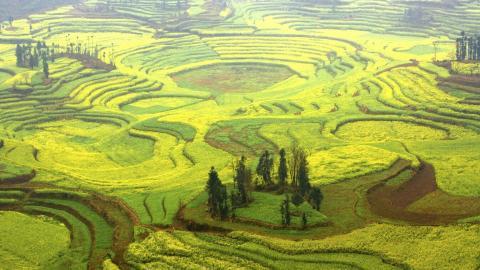 金灿灿的油菜花图片