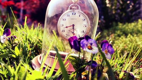 三色堇花语图片