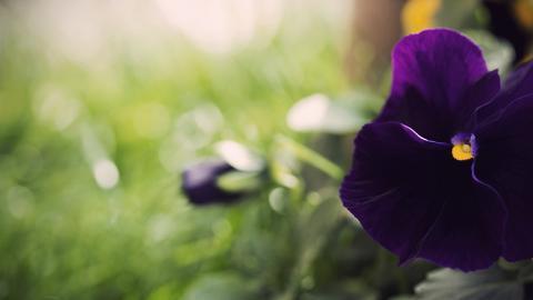 三色堇花语图片