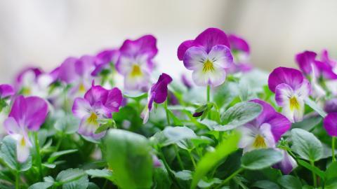 三色堇花语图片