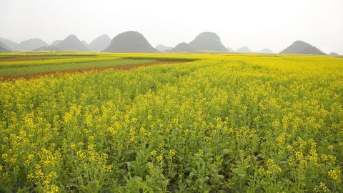 金灿灿的油菜花图片