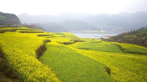 金灿灿的油菜花图片