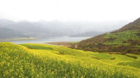 金灿灿的油菜花图片