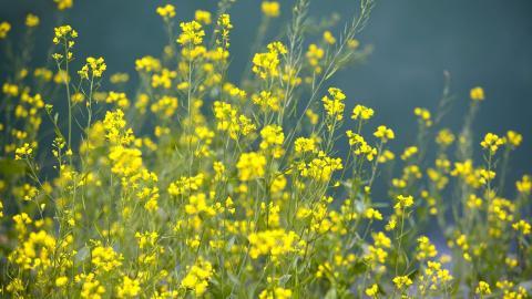 金灿灿的油菜花图片