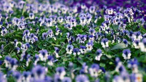 三色堇花语图片