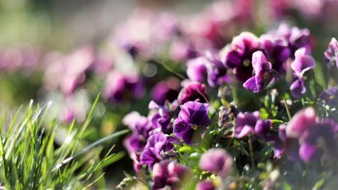 三色堇花语图片