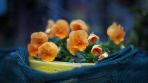 三色堇花语图片