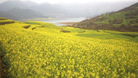 金灿灿的油菜花图片