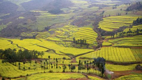 金灿灿的油菜花图片