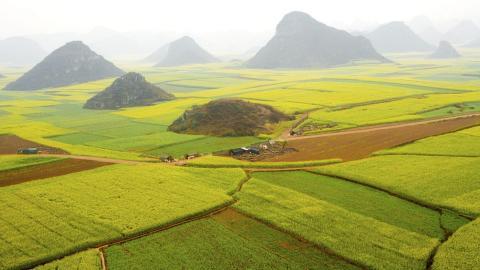 金灿灿的油菜花图片