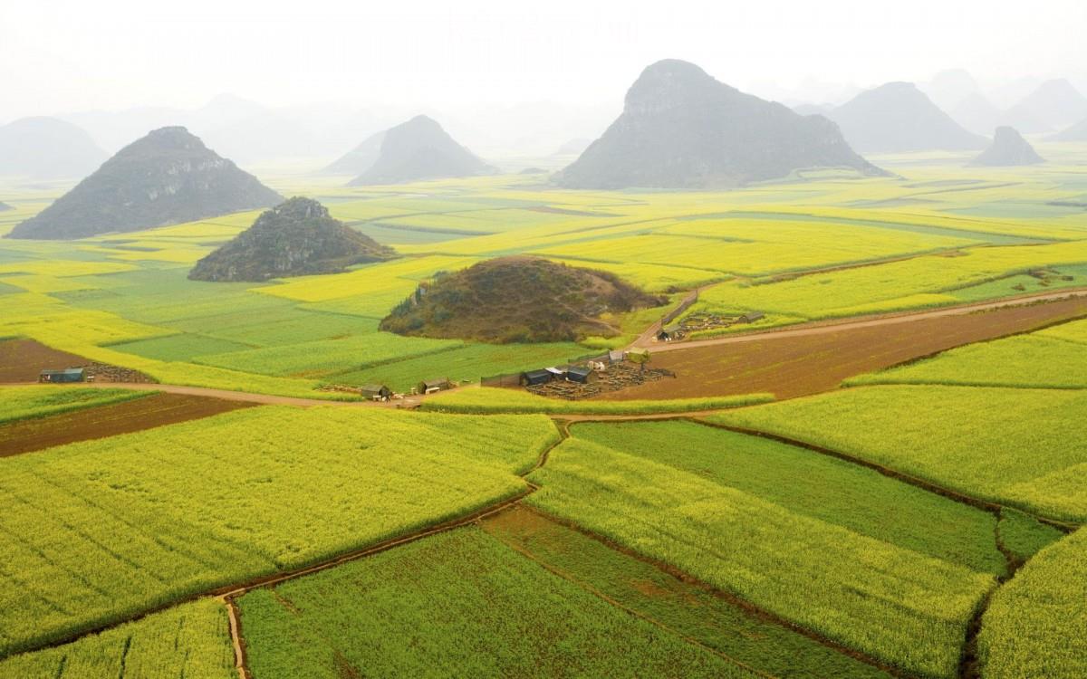 金灿灿的油菜花图片
