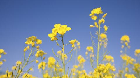 金灿灿的油菜花图片