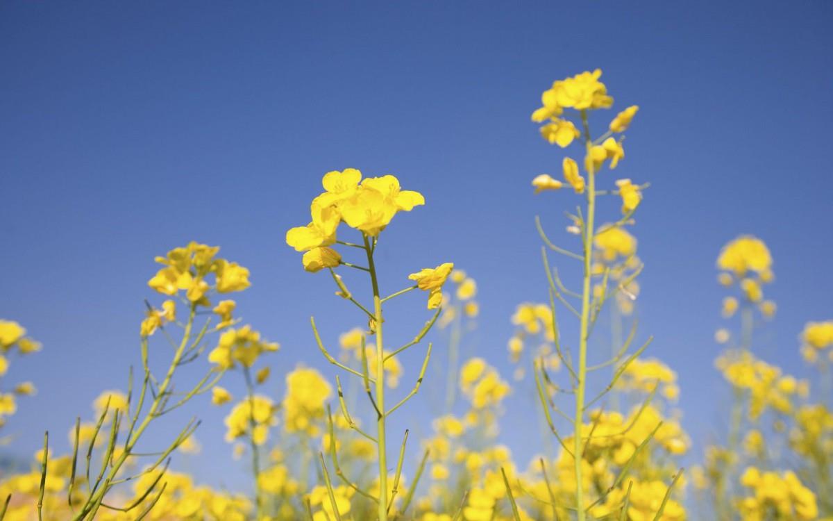 金灿灿的油菜花图片
