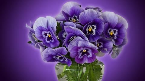 三色堇花语图片