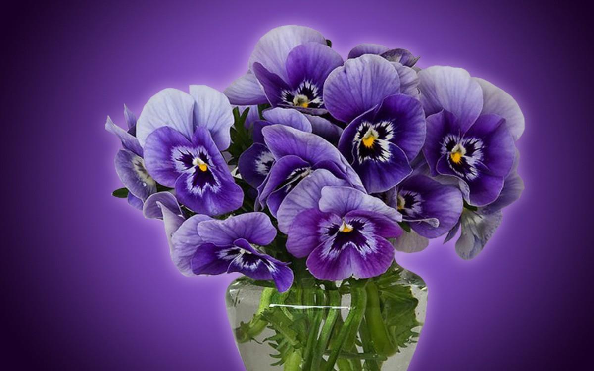 三色堇花语图片