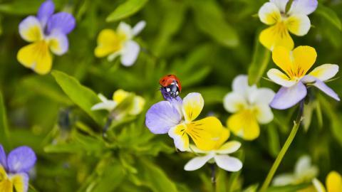 三色堇花语图片