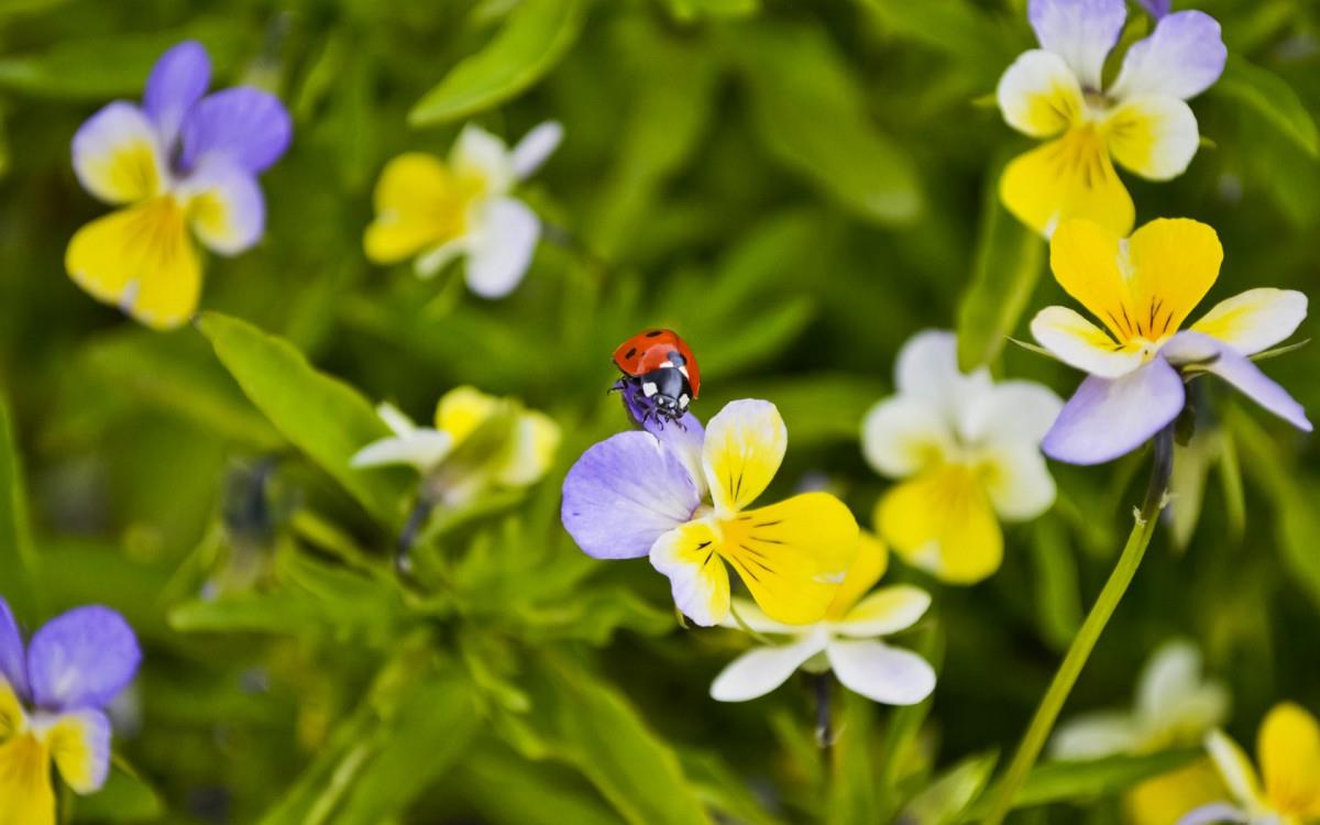 三色堇花语图片