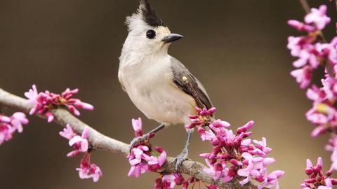 花间枝头上的小鸟图片